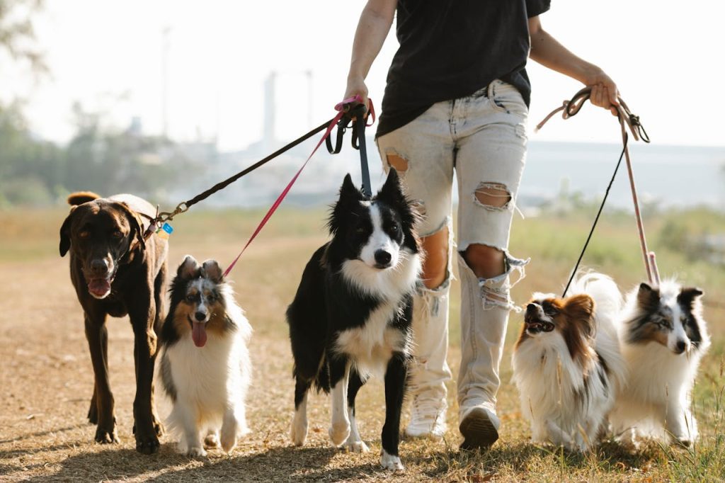 10 American Cities That Are OBSESSED With Dogs
